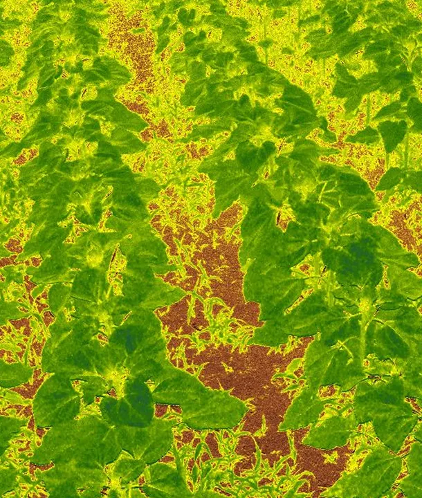 NDVI