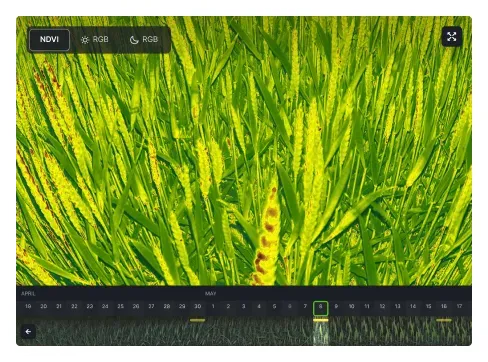 Real-time photo monitoring of plant health