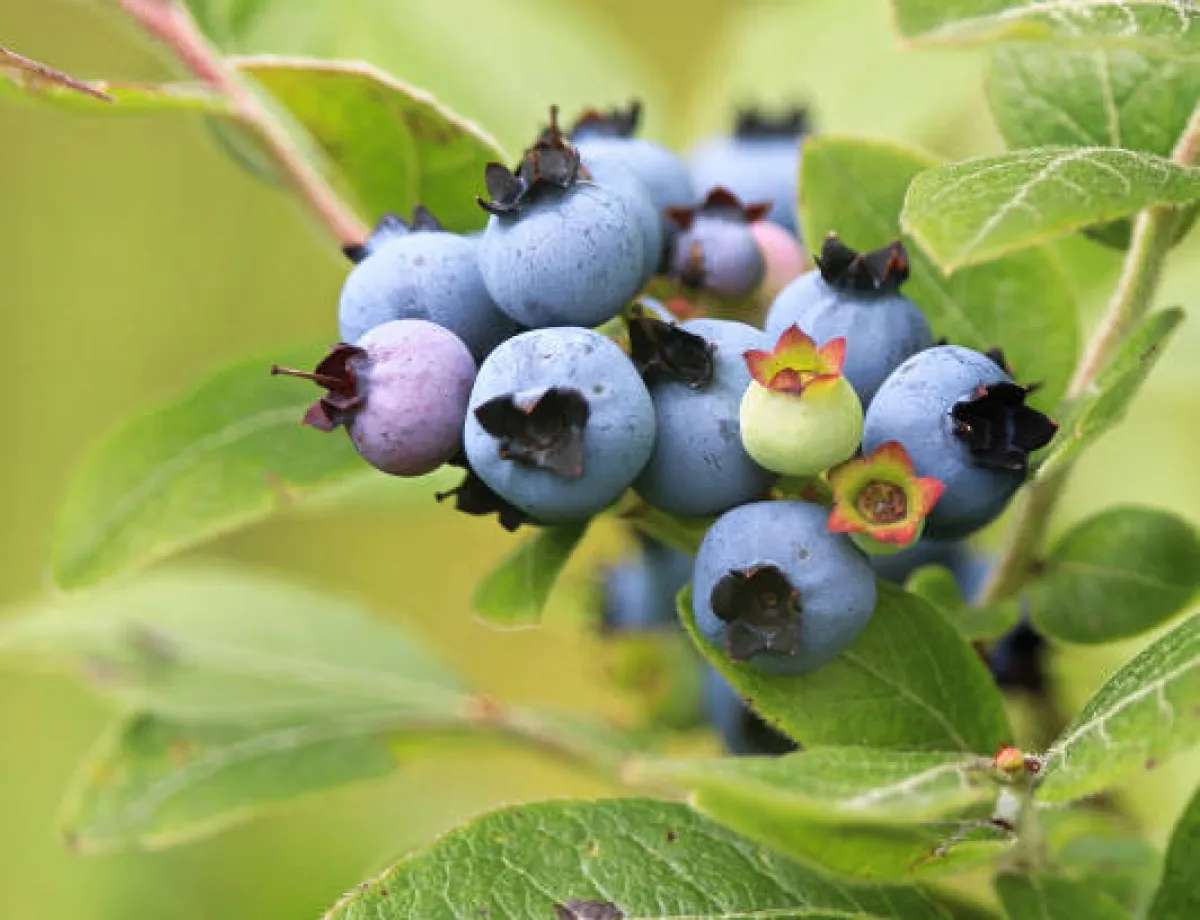 Blueberry: Faits Saillants