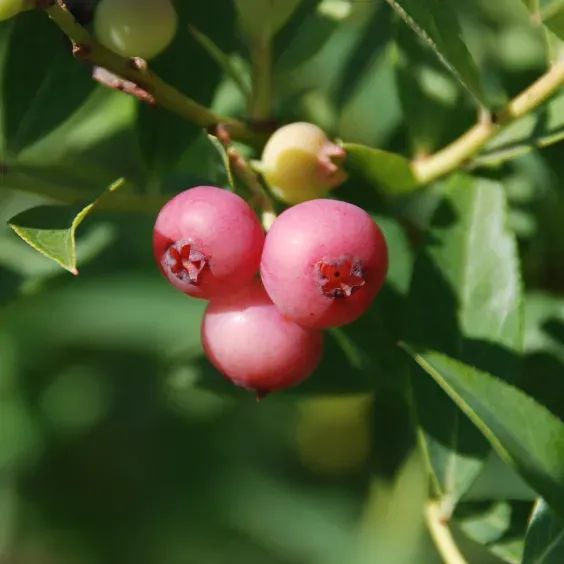 Rabbiteye Myrtille