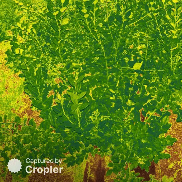 Myrtille, NDVI