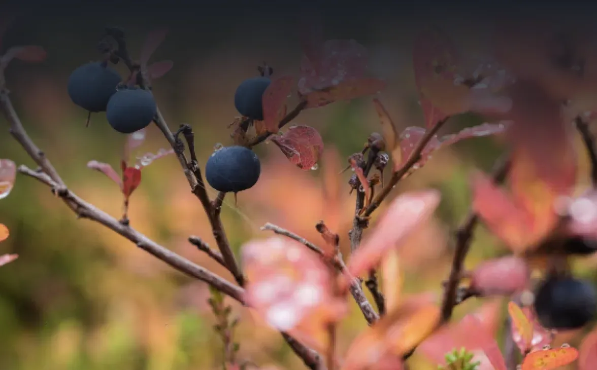 Sénescence des feuilles