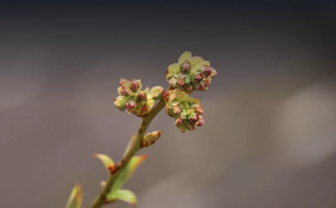 Ouverture des bourgeons