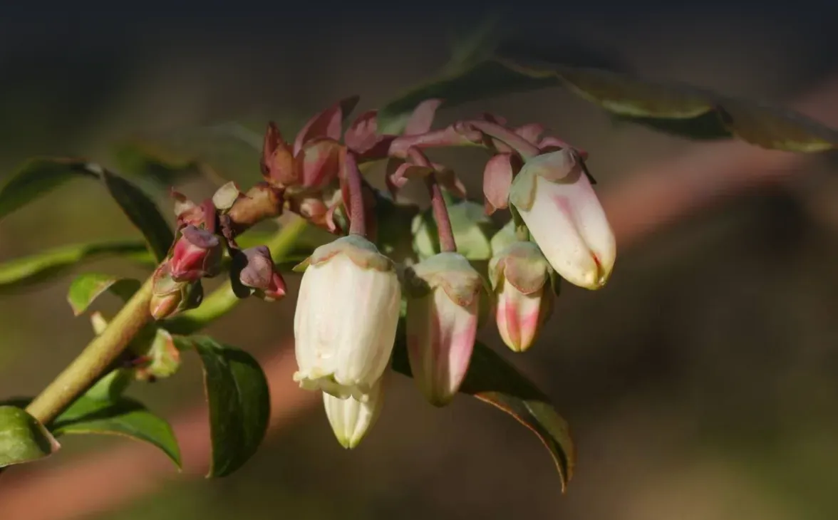 Grappe serrée