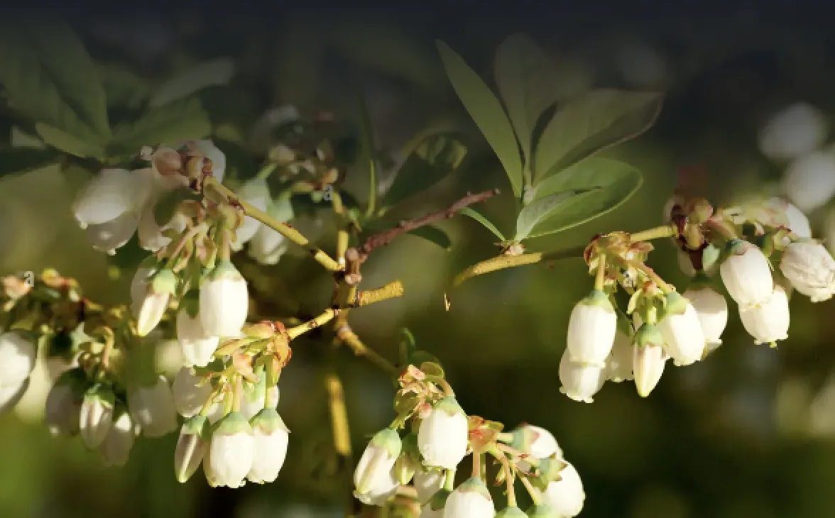 Floraison précoce
