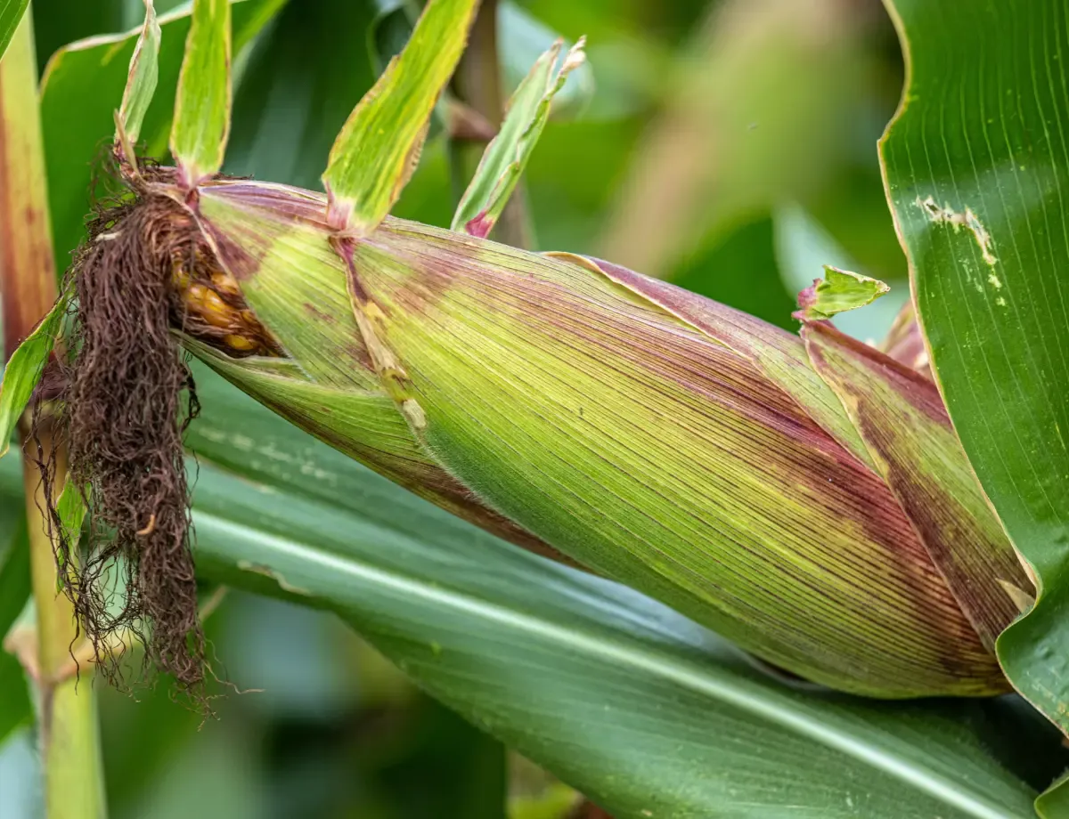 Corn: Key Facts