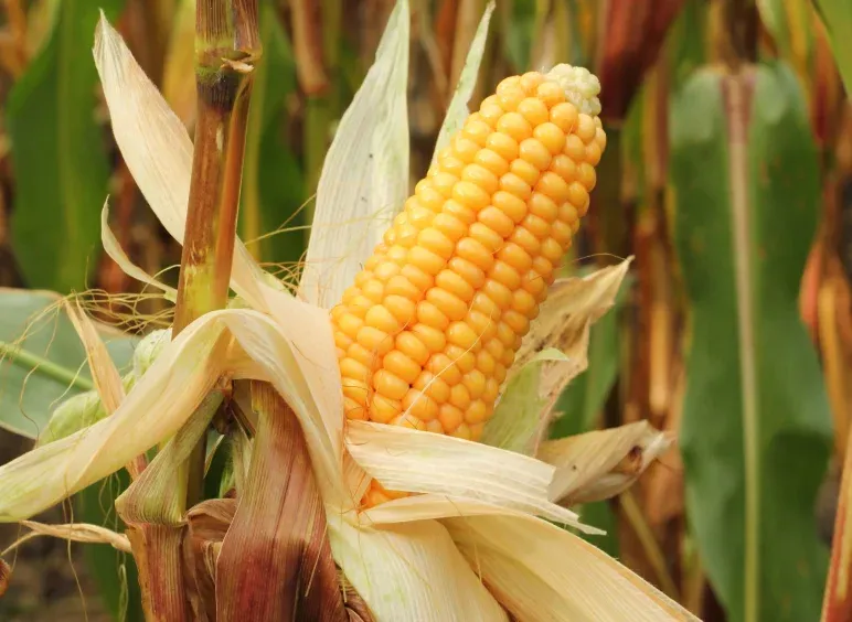 Sweet corn
