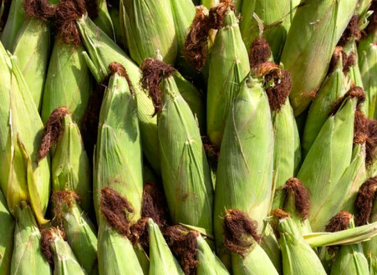 Pod corn