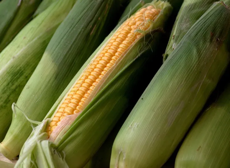 Dent corn