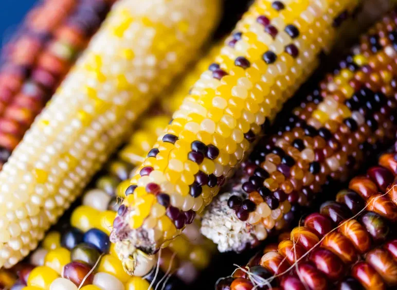 Flint corn