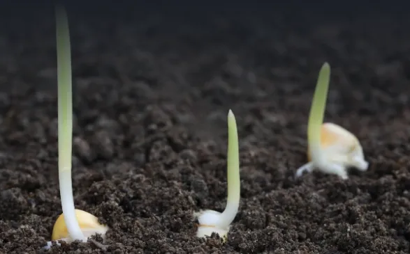 Germination and emergence