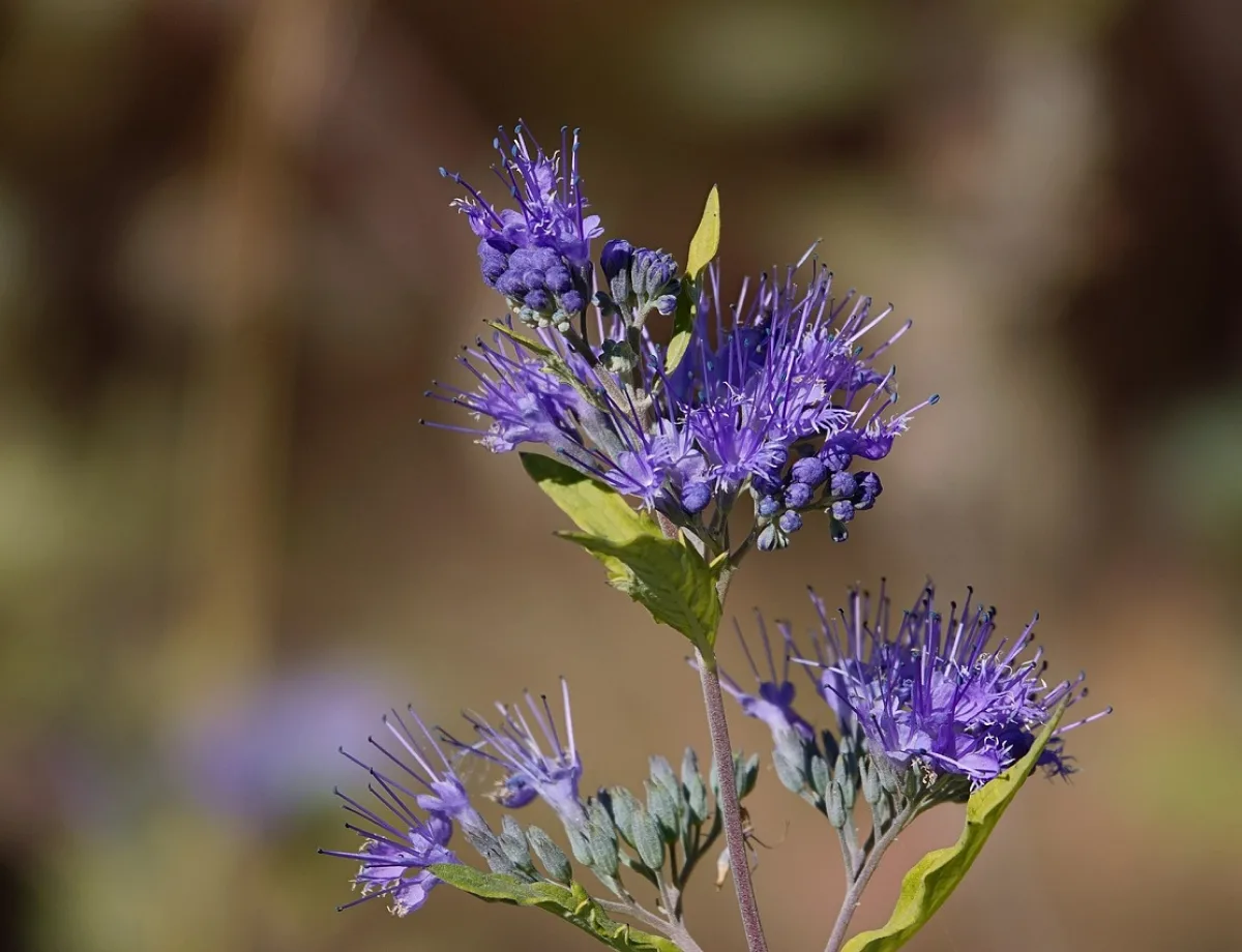 Growing Alfalfa With Cropler