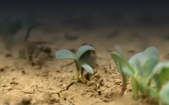 Germination and emergence