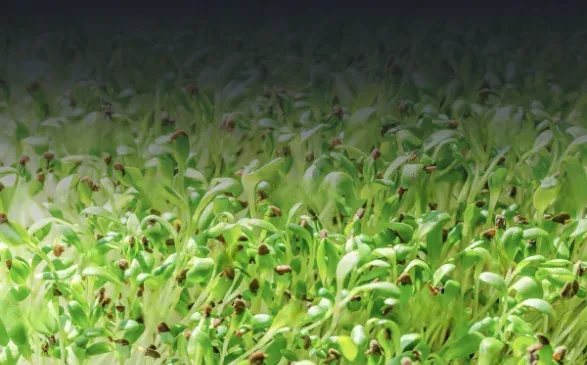 Seedling growth
