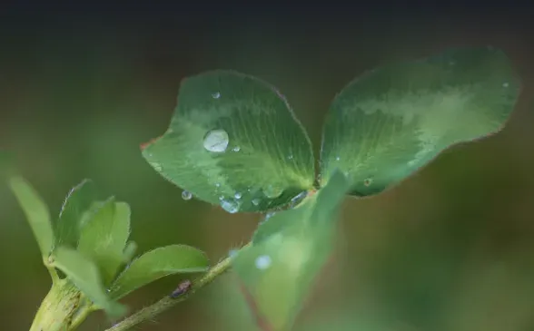 Three-leaf stage