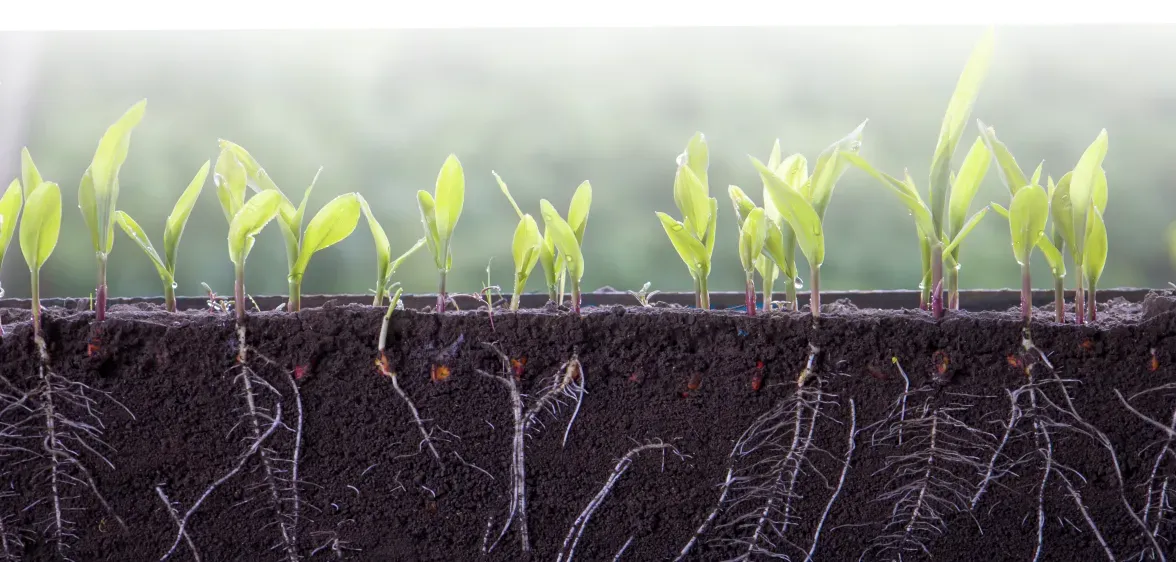 Root development*