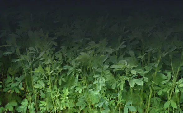 Vegetative stages and crown development