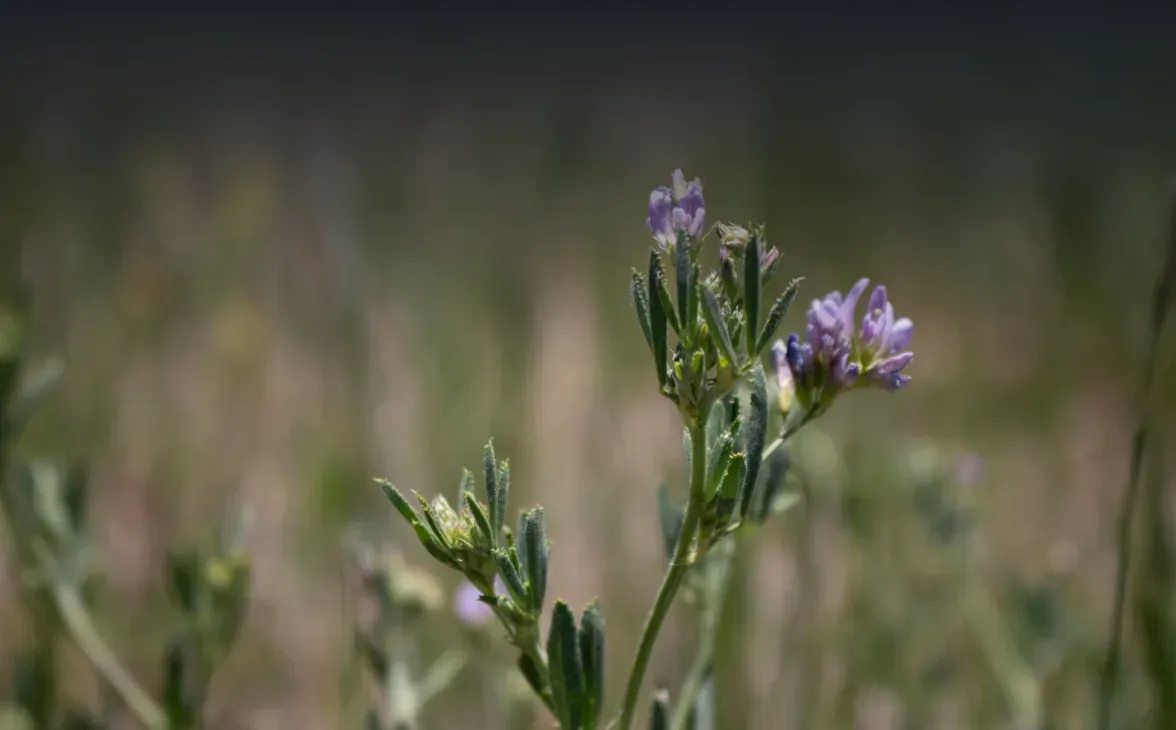 Flower bud development