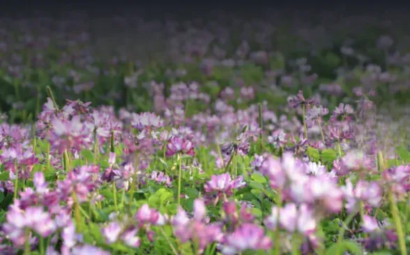 Flowering