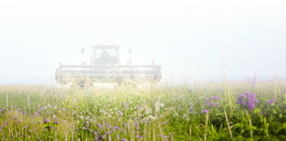 When to cut alfalfa*