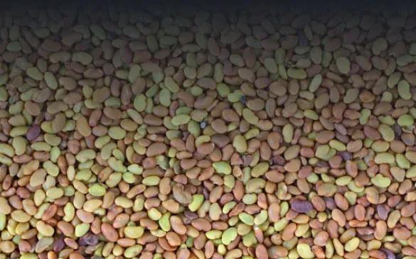Seed production