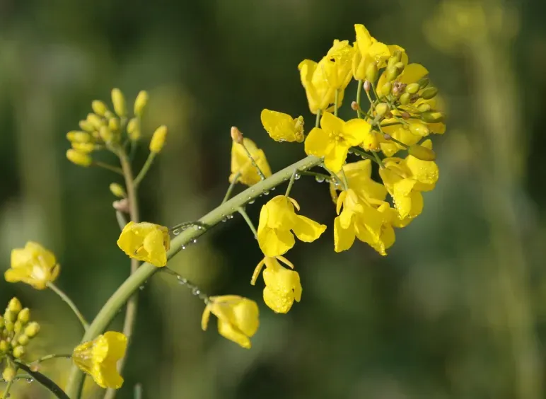 Канола (Brassica napus)
