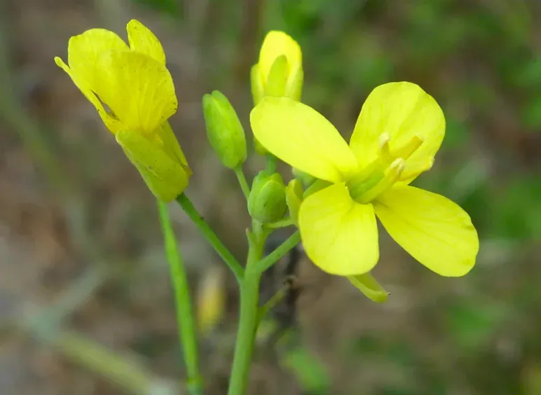 Польова гірчиця (Brassica rapa)