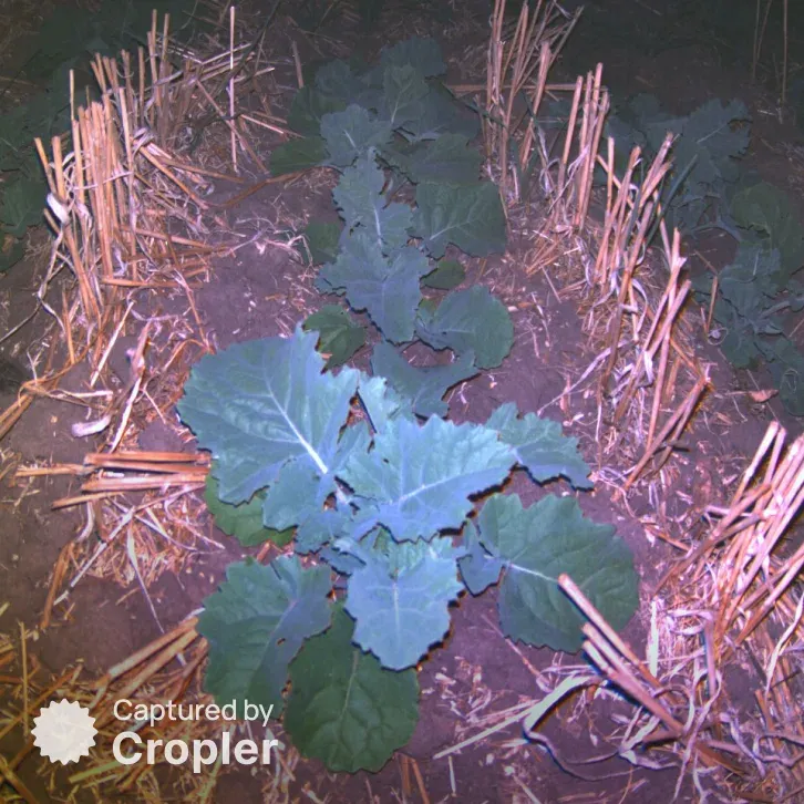 Rapeseed, 1 September 2024