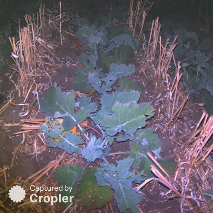 Rapeseed, 16 September 2024