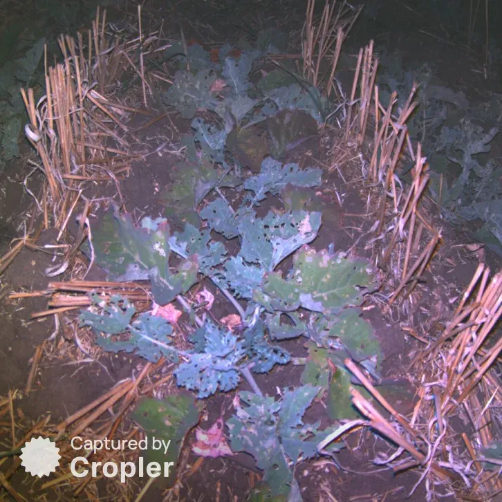 Rapeseed, 27 September 2024