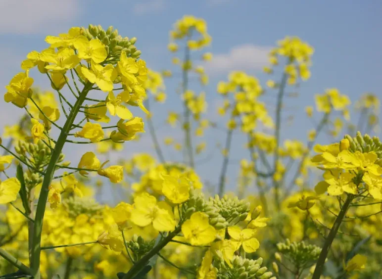 Справжній ріпак (Brassica napus)