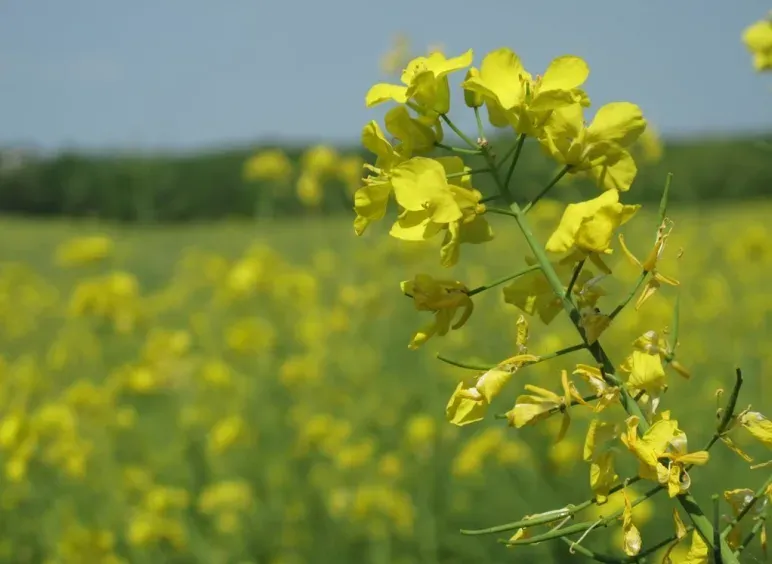 Індійська гірчиця (Brassica juncea)