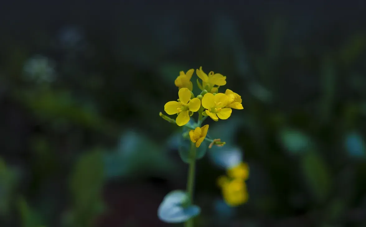 Цвітіння