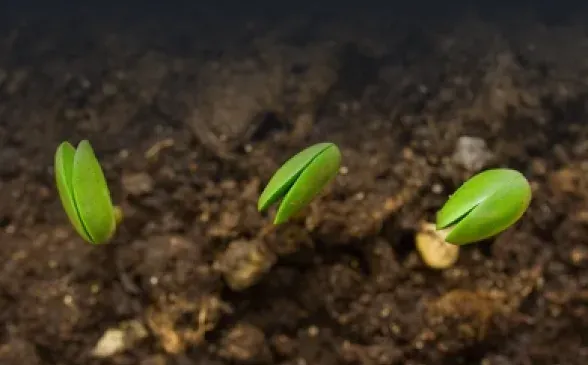 Germinación de semillas