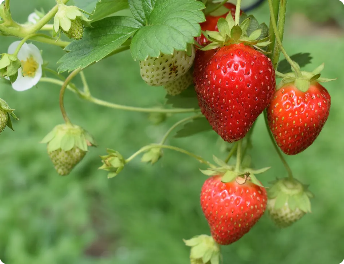Strawberry: Key Facts