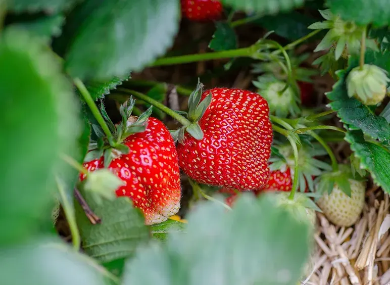June-Bearing Strawberries