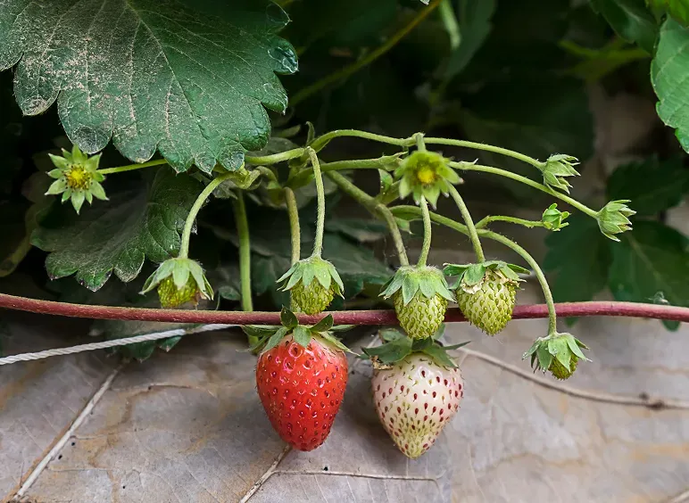 Everbearing Strawberries