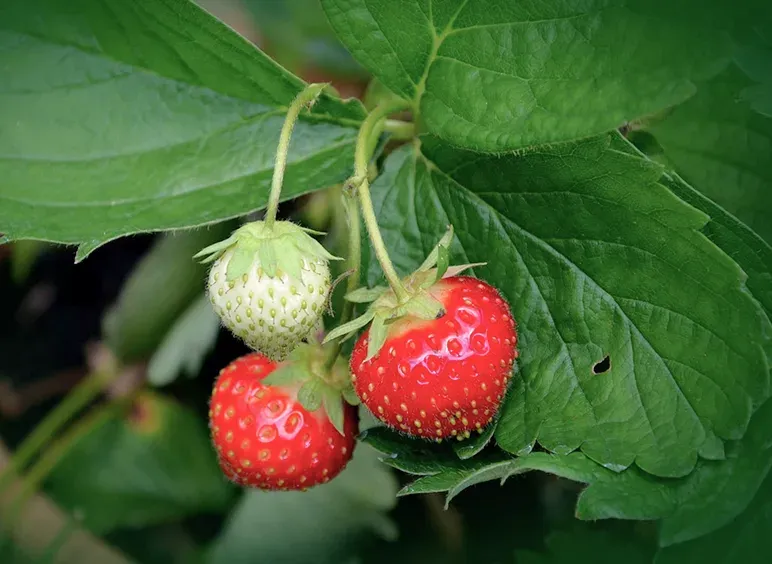 Day-Neutral Strawberries