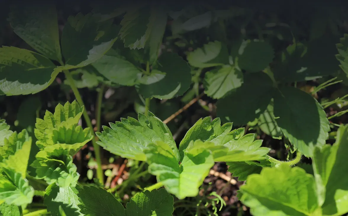 Vegetative Growth