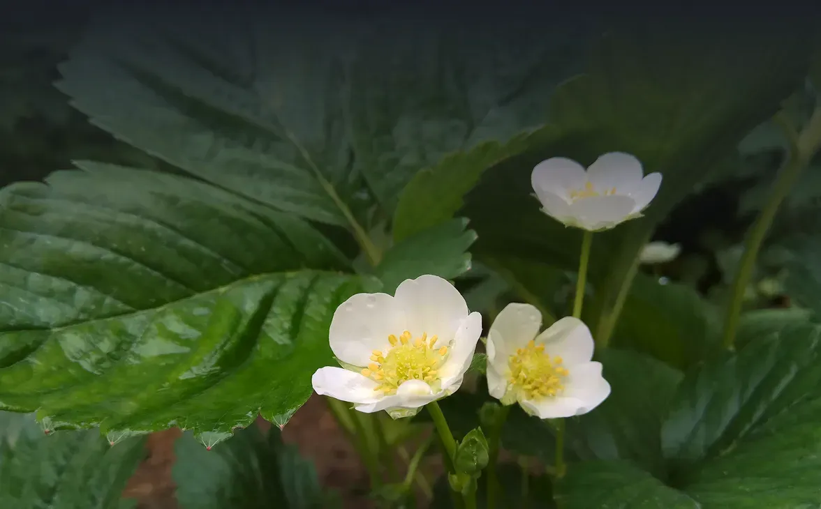 Flowering and Pollination