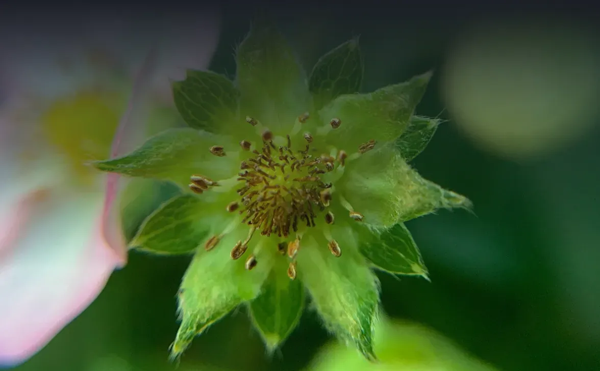 Fruit Set, Development, and Ripening