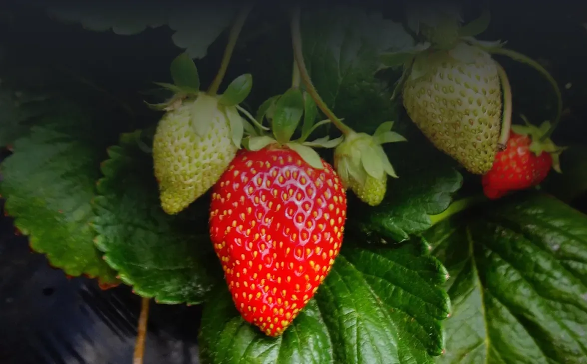 Maturation and Harvesting