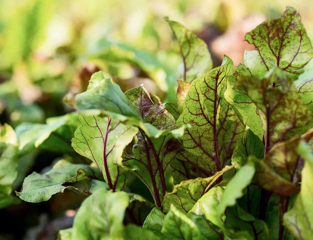 Sugarbeet: Key Facts