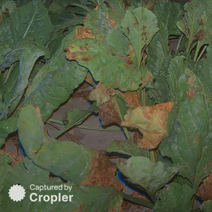 Sugar beet, 20 August 2024