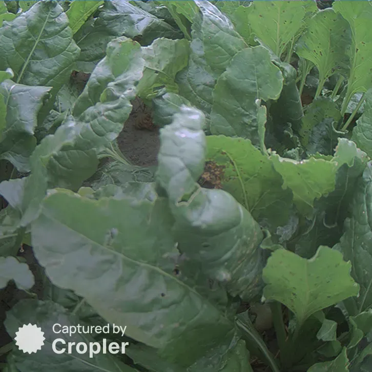 Sugar beet, 1 August 2024