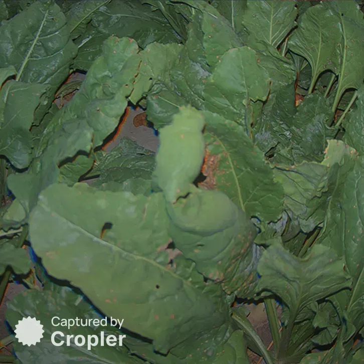 Sugar beet, 11 August 2024