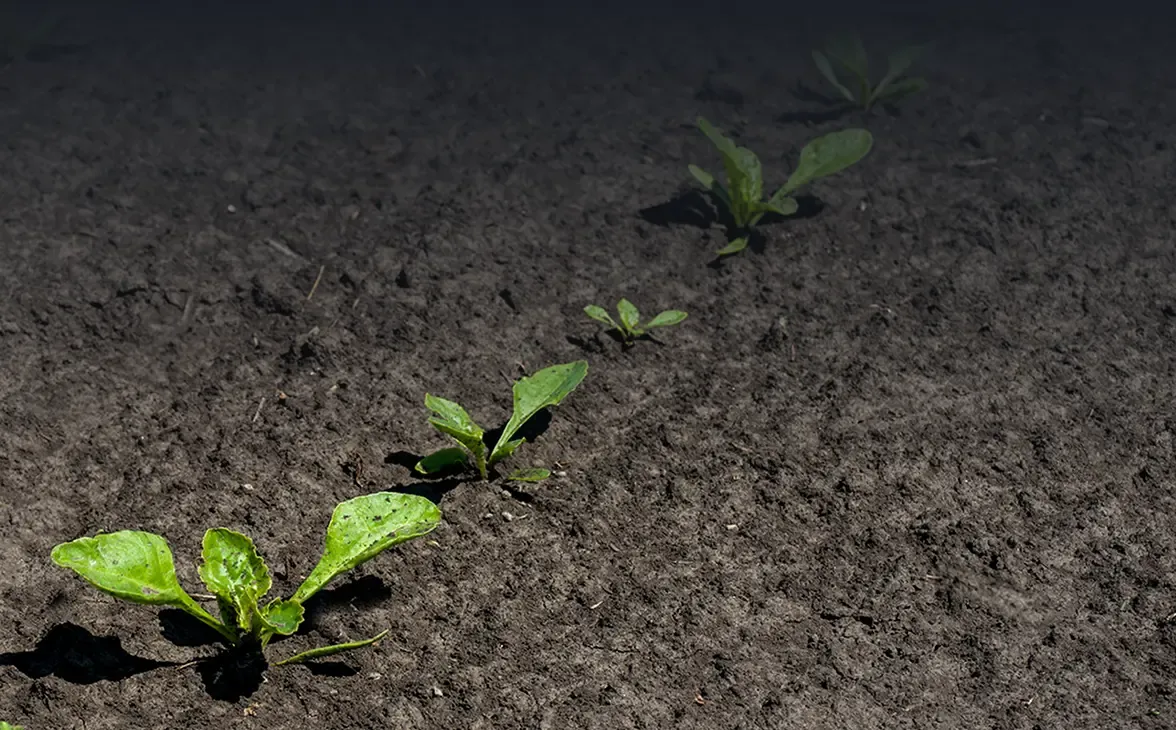 Dormancy and Bud Break (Perennials Only)