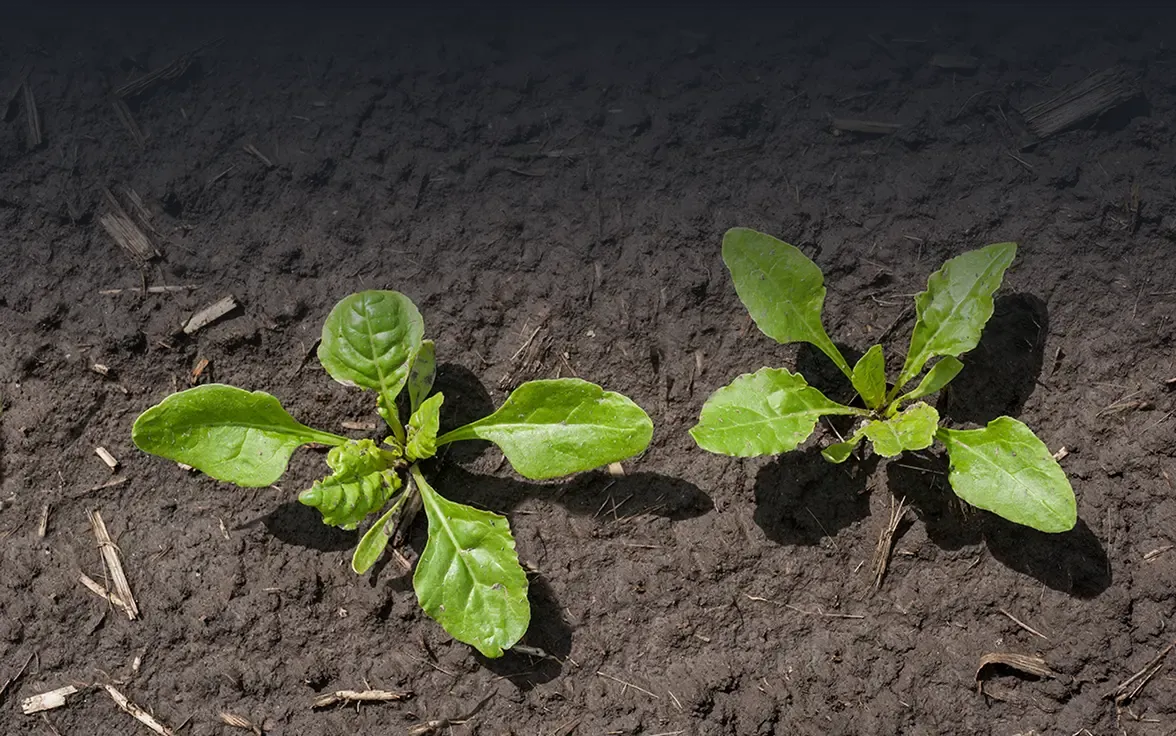 Vegetative Growth