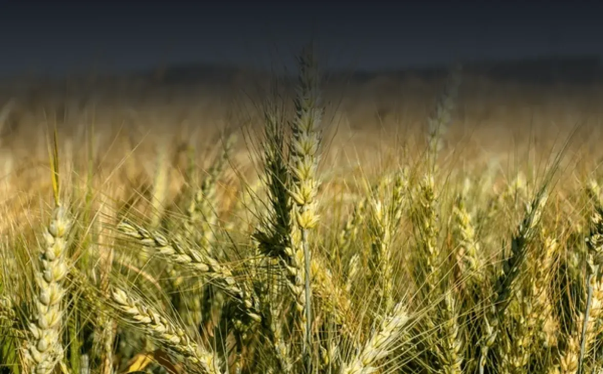 Фізіологічна зрілість